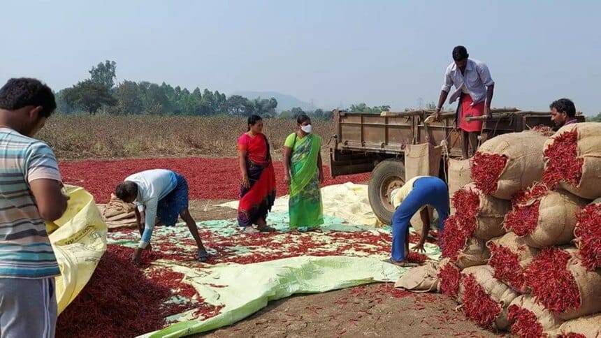 किसान उत्पादक संगठनों की स्थिरता: मूल्य श्रृंखला में सामाजिक उद्यमों को एकीकृत करना