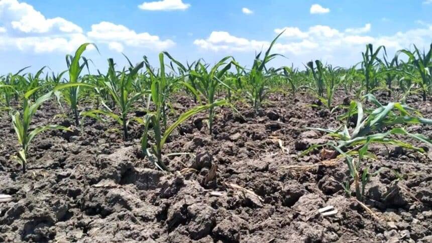 शुष्क भूमि सबसे आगे: जलवायु-स्मार्ट कृषि के लिए सीजीआईएआर की योजना