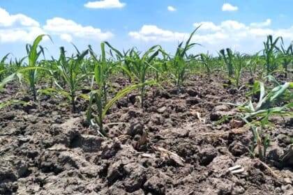 शुष्क भूमि सबसे आगे: जलवायु-स्मार्ट कृषि के लिए सीजीआईएआर की योजना