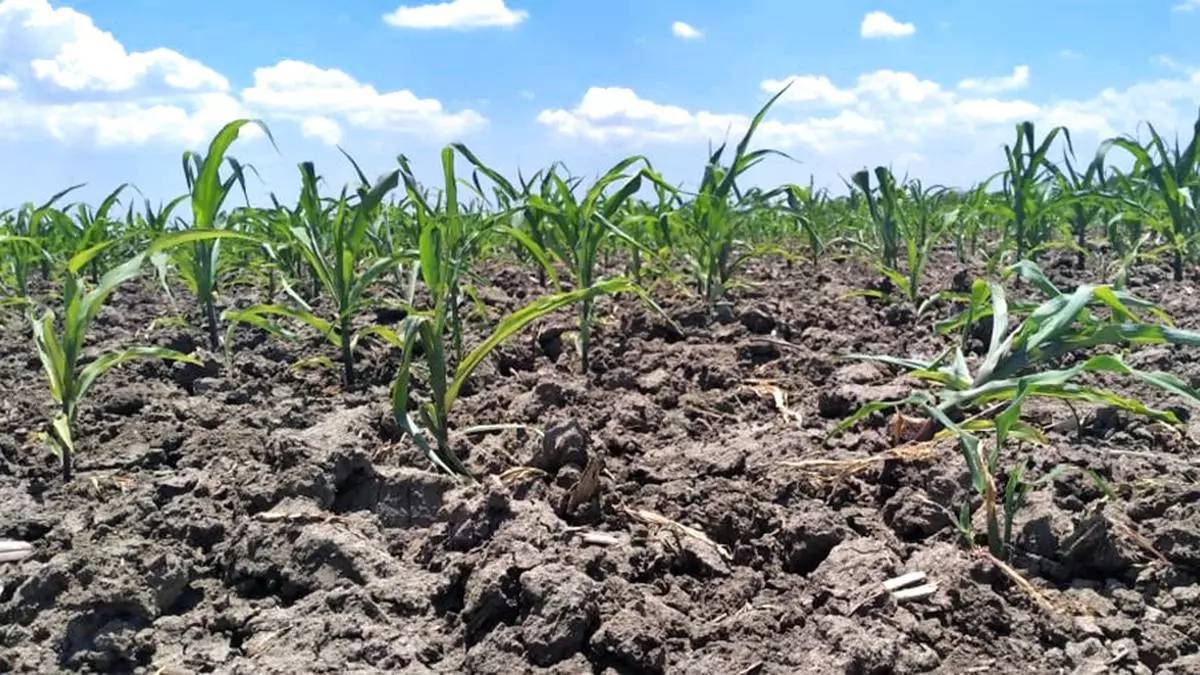 शुष्क भूमि सबसे आगे: जलवायु-स्मार्ट कृषि के लिए सीजीआईएआर की योजना