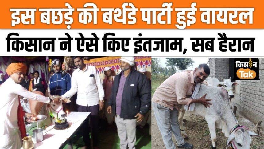 Celebrated calf's birthday, cut cake with villagers, watch this interesting video