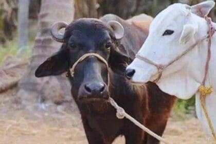 Cows and buffaloes will not fall ill in winter, just follow these tips