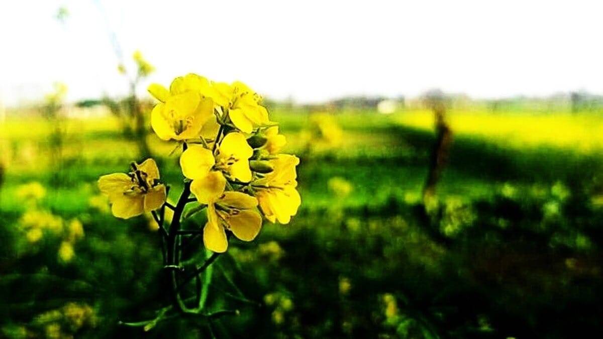 अधिक तापमान से सरसों की बुवाई में कमी