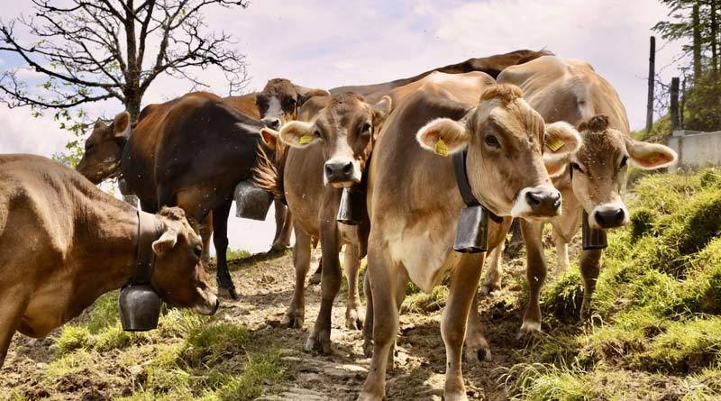 छत्तीसगढ़: गौ-पालन को प्रोत्साहन, दुग्ध उत्पादन बढ़ाने की योजना पर जोर