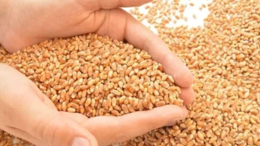 सरकार ने गेहूं की स्टॉक लिमिट घटाई