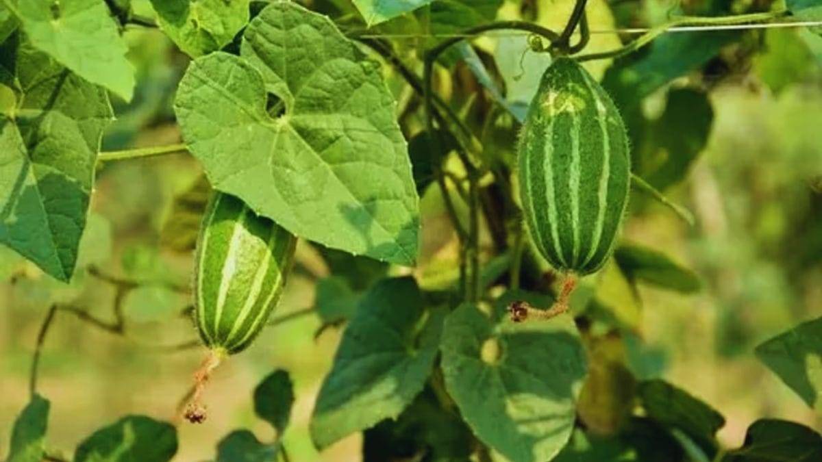 बगीचे में कैसे उगाएं परवल
