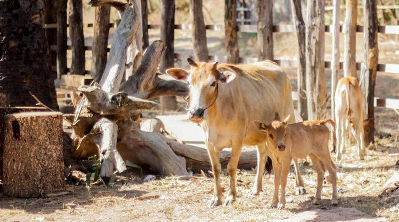 पशुओं का विक्रय करने वाली दुकानों को पंजीयन कराना अनिवार्य