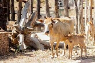 पशुओं का विक्रय करने वाली दुकानों को पंजीयन कराना अनिवार्य