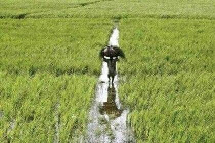 सांसदों ने कृषि क्षेत्र की सुरक्षा में विफलता के लिए एमएनएफएसएंडआर की आलोचना की