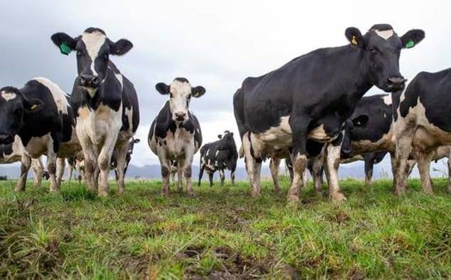 सरकार न्यूजीलैंड के मीथेन लक्ष्य में बदलाव पर विचार कर रही है