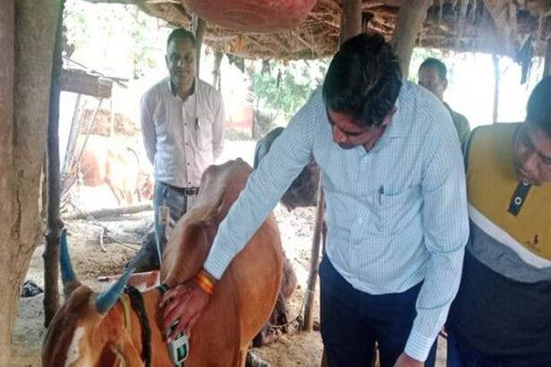  खरगोन में पशुधन विकास की नई पहल