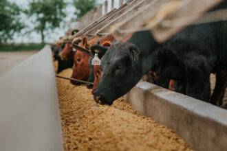 Animal nutritionists confirm sugar is a key energy source for cows, due to its concentrated and rapidly digestible nature. (Adobe Stock)