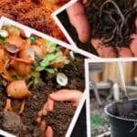 PHOTOS: Make these 4 types of organic fertilizers at home, the method of making is very easy