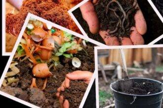 PHOTOS: Make these 4 types of organic fertilizers at home, the method of making is very easy