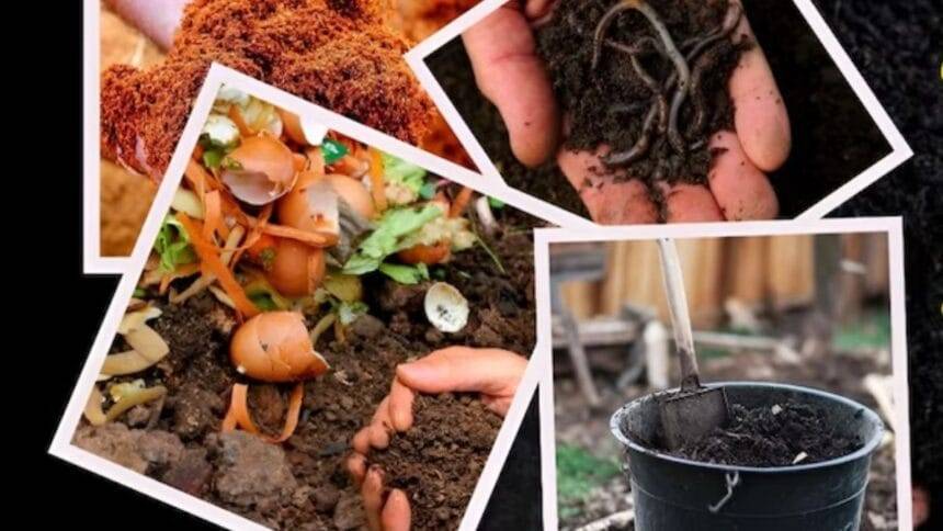 PHOTOS: Make these 4 types of organic fertilizers at home, the method of making is very easy