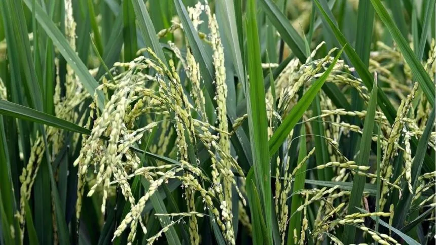 कुछ नई हाईब्रिड किस्मों से चावल की कम पैदावार देखी गई है.