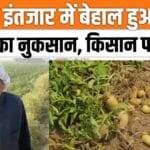 Potato production affected due to bad weather, farmers worried! ,