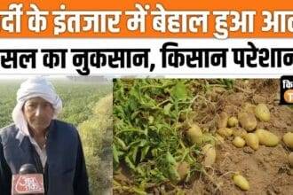 Potato production affected due to bad weather, farmers worried! ,