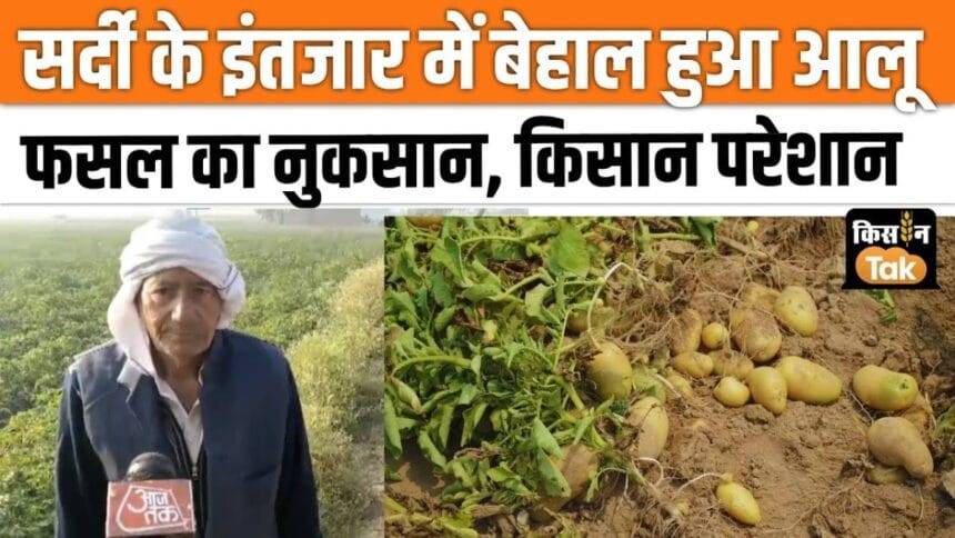 Potato production affected due to bad weather, farmers worried! ,