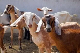 बकरी पालन से जुड़ी 10 खास बातें.
