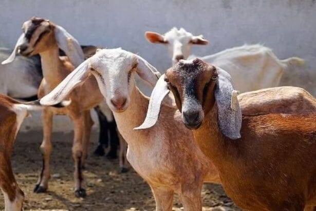 बकरी पालन से जुड़ी 10 खास बातें.