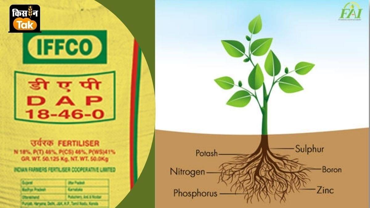 यूरिया का आयात 34 फीसदी तो डीएपी का आयात 29 फीसदी घट गया है.