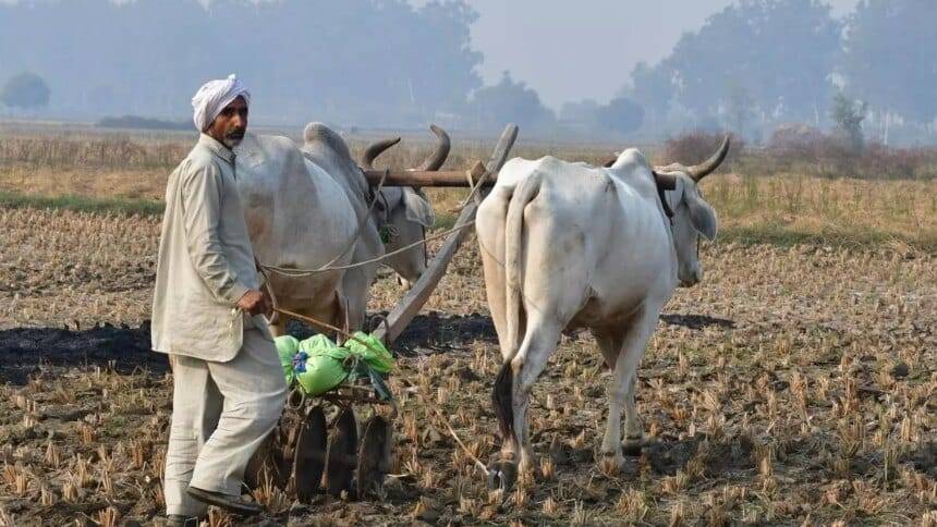 गुजरात में रबी की बुआई सुस्त; औसत क्षेत्रफल का केवल 46% ही बोया गया