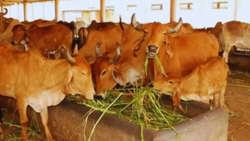 ज्वार का चारा