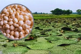 मखाने की सबसे लोकप्रिय किस्म