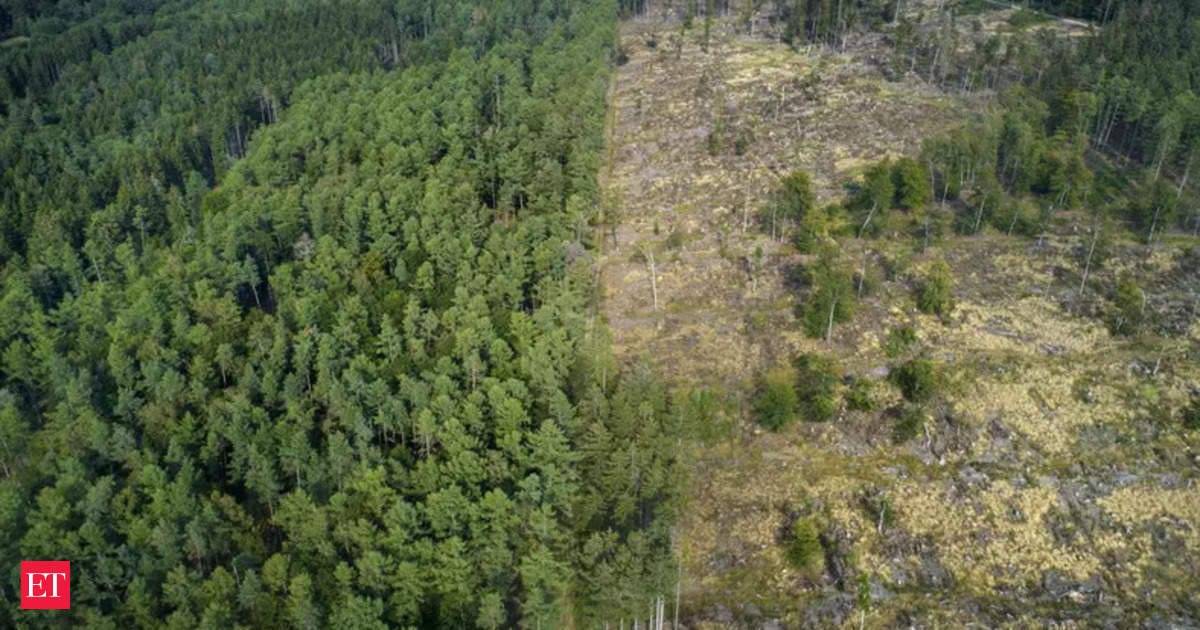 अस्थिर खेती, वनों की हानि के कारण पृथ्वी 'गड्ढे' की ओर जा रही है: संयुक्त राष्ट्र