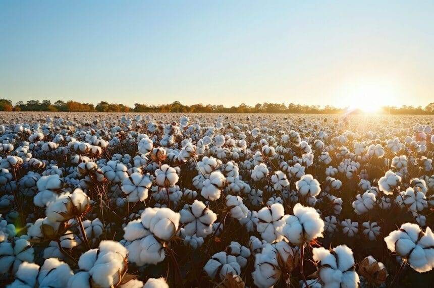 ICE cotton slips further as US export sales decline sharply