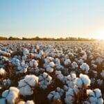 ICE cotton slips further as US export sales decline sharply