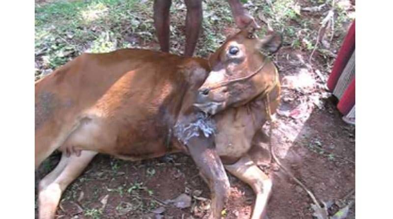 रुमिनेन्ट्स में यूरिया विषाक्तता (पॉइज़निंग)