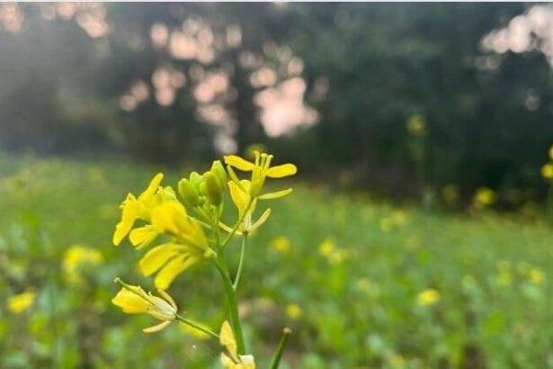 सरसों का खेत. (फाइल फोटो)